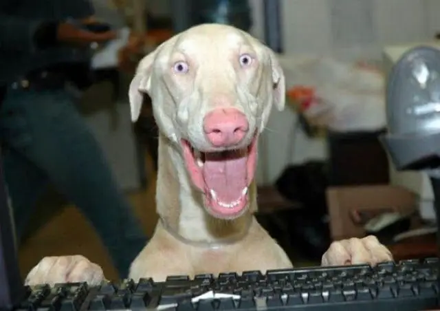 Dog 1