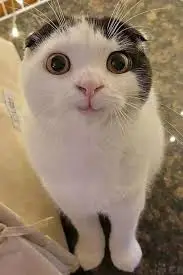 Cat2