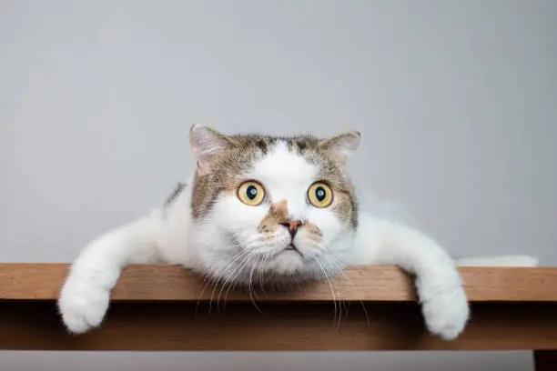 Cat1