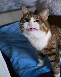 Cat3